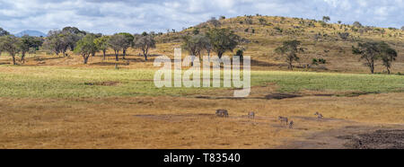 Von Zebra Verlassen des Schwimmbad in Salt Lick Hills Tsavo National Game Reserve Kenia in Ostafrika Stockfoto