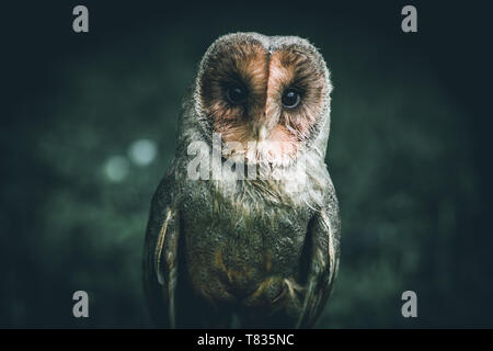 Kleinen Niedlichen Eule - Vorsätzliche gefilterten Bild - niedliche Tiere Stockfoto