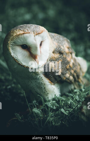 Kleinen Niedlichen Eule - Vorsätzliche gefilterten Bild - niedliche Tiere Stockfoto