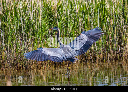 In diesem Schoß Great Blue Heron seine Flügel ausbreitet, wie es in den Feuchtgebieten Gewässern der Bear River Zugvogel Zuflucht in der Nähe von Brigham City, Utah, USA watet. Stockfoto