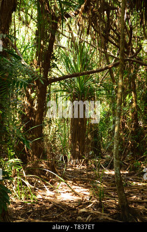 Tress im Regenwald im Far North Queensland Daintree Cairns. Stockfoto