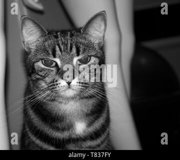 Blick zurück und weiße Katze Stockfoto