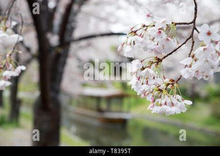 Ein traditionelles Boot befahren, ein Kyoto Kanal nahe dem Ende der Kirschblüte Saison. Stockfoto