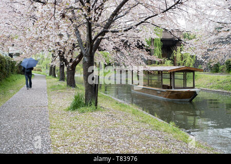 Ein traditionelles Boot befahren, ein Kyoto Kanal nahe dem Ende der Kirschblüte Saison. Stockfoto