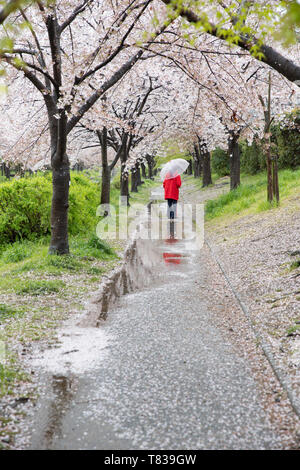 Ein traditionelles Boot befahren, ein Kyoto Kanal nahe dem Ende der Kirschblüte Saison. Stockfoto