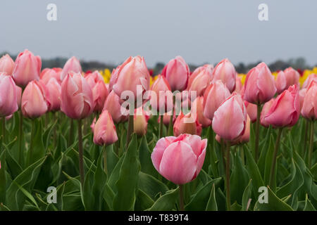 Bunte rosa Tulpen Blumen wachsen in einem Feld in der Nähe von Lisse, Südholland, Niederlande. Stockfoto