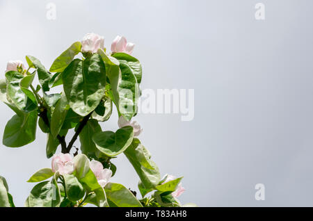 Weiße Blüten mit Quitte auf blauen Himmel Hintergrund blühende Obstbäume Stockfoto