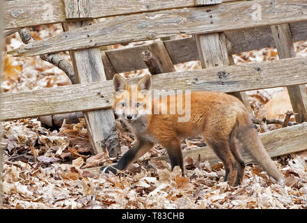 Red Fox kit Vulpes vulpes zu Fuß durch einen alten Zaun tief im Wald im Frühjahr in Kanada Stockfoto