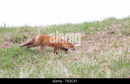 Der Rotfuchs Vulpes vulpes Satz, an der Oberseite der grasbewachsenen Hügel im Frühjahr in Kanada Stockfoto