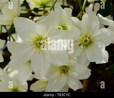 Nahaufnahme von weißen Blüten der Clematis Lawine. Stockfoto