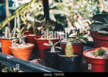 Verschiedene Arten von Kakteen im Ton und Kunststoff Töpfe. Selektive konzentrieren. Kopieren Sie Platz. Getönten Bild. Stockfoto