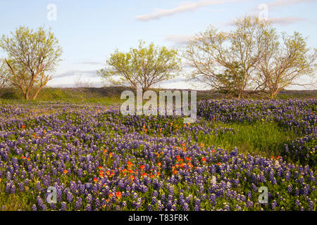 Bereich der Bluebonnets und Pinsel, Mach Road, in der Nähe von Ennis, Texas Stockfoto