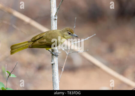 Yellow-bellied Greenbul (Chlorocichla flaviventris), Kwando River (Cuando), Namibia. Stockfoto