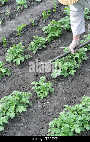 Gärtner harken Boden mit der Hacke in der Kartoffel Plantage im Gemüsegarten, vertikalen Zusammensetzung Stockfoto