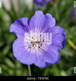 Dormansland, Surrey, England. Zarte blau-violette Blume von Geranium 'Rozanne'. Stockfoto