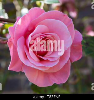 Dormansland, Surrey, England. Zarte Blume von einem perfekten rosa Rose. Stockfoto