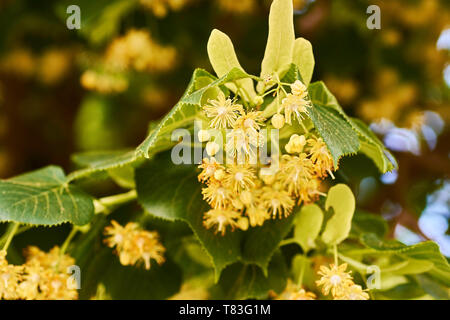 Blumen einer Linde unter grünen Blätter an einem strahlenden Frühlingstag. Stockfoto