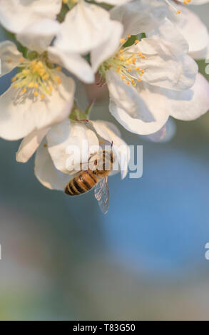 Die Hoverfly yrphidae' auf Crab Apple Blossom, England, Großbritannien Stockfoto