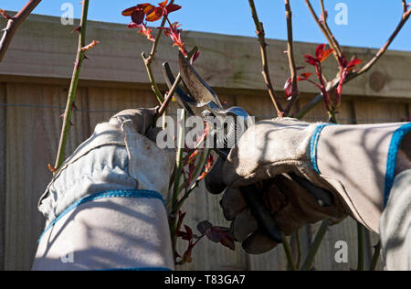 Nahaufnahme eines Mannes Gärtner mit Handschuhen, der Rosenrosen mit Gartenscheren im Frühjahr zurückschneidet England Großbritannien Großbritannien Großbritannien Großbritannien Stockfoto