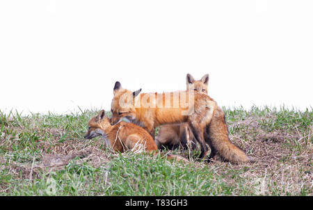 Der Rotfuchs Vulpes vulpes und ihre Sätze auf einem grasbewachsenen Hügel im Frühjahr in Kanada Stockfoto