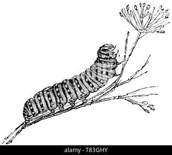 Holz graviert Illustration, von der "Schatzkammer der Natur" von Samuel Maunder, veröffentlicht 1848 Stockfoto