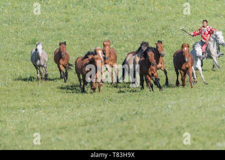 China, Innere Mongolei, Provinz Hebei, Zhangjiakou, Bashang Grasland, mongolischen Reiter gekleidet mit traditioneller Kleidung, eine Truppe von Pferden in einer Gruppe auf der Wiese führen. Stockfoto