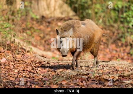 Indien, Uttarakhand, Jim Corbett National Park, Indisches Wildschwein (Sus scrofa cristatus), erwachsenen männlichen Stockfoto