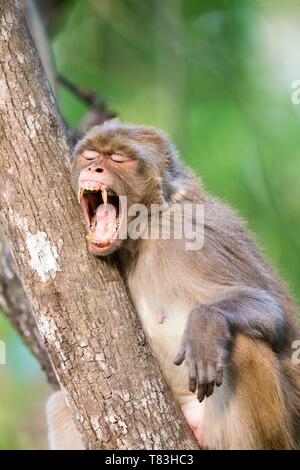 Indien, Uttarakhand, Jim Corbett National Park, Rhesus Makaken (Macaca mulatta), Erwachsene ruht in einem Baum Stockfoto