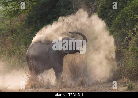 Indien, Uttarakhand, Jim Corbett National Park, asiatischen oder Asiatischer Elefant (Elephas maximus), Staub, Badewanne Stockfoto