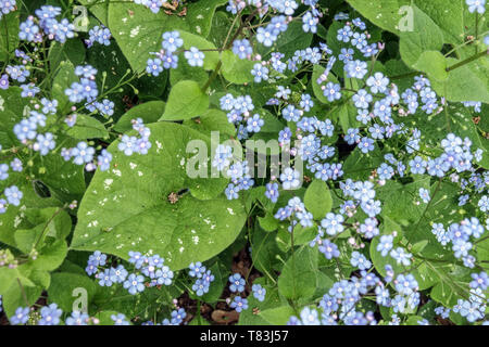 Brunnera Macrophylla 'Langtrees' Stockfoto