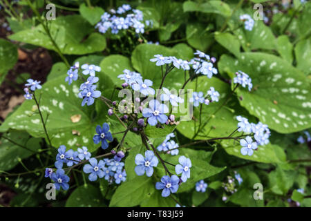 Brunnera macrophylla 'Langtrees', Brunnera 'Langtrees' Stockfoto