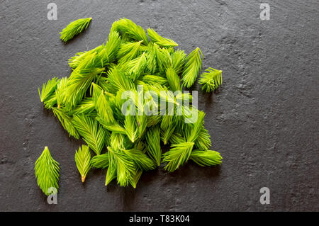 Frischer Frühling fichte Tipps auf einer Schiefertafel bereit für die Küche Stockfoto