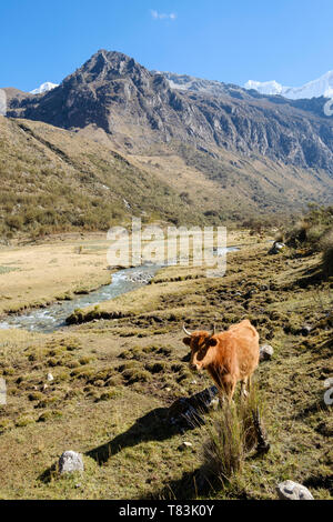 Rinder grasen auf der Laguna 69 Wanderung gesehen, Huascaran Nationalpark, Region Ancash, Peru Stockfoto