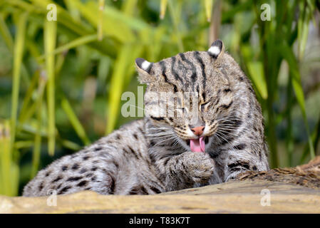 Angeln cat (Prionailurus viverrinus) liegen, und ziehen Sie die Zunge Stockfoto