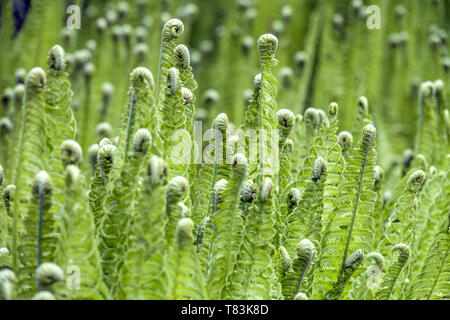 Matteuccia struthiopteris Neue, frische Blätter, gewellt Farnwedel Stockfoto