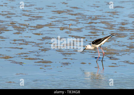 Schwarz - geflügelte Stelzenläufer (Himantopus himantopus) im offenen Schnabel in der Camargue ist ein natürlicher Region südlich von Arles, Frankreich Stockfoto