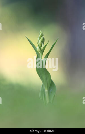 Weiße Waldvögelein (Cephalanthera damasonium), eine wilde Orchideenarten Stockfoto