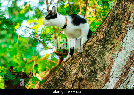 Siam Katzen Klettern Bäume Eichhörnchen zu fangen. Aber es nicht hinunter klettern kann, Sie sind auf der Suche nach jemanden, der es nach unten zu helfen Stockfoto