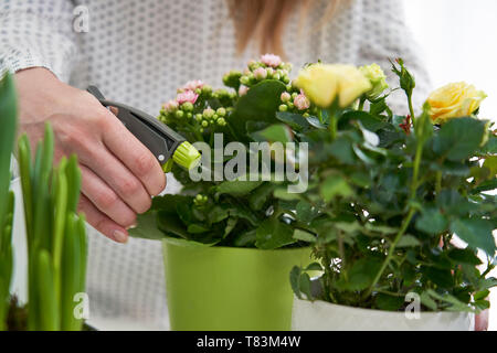 Nahaufnahme von Frau Bewässerung gelbe Rose Zimmerpflanze mit Spray Stockfoto