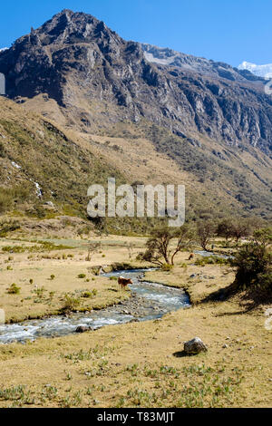 Rinder grasen auf der Laguna 69 Wanderung gesehen, Huascaran Nationalpark, Region Ancash, Peru Stockfoto