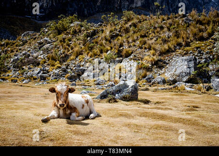 Süße Kuh Kalb auf dem Laguna 69 Wanderung gesehen, Huascaran Nationalpark, Region Ancash, Peru Stockfoto