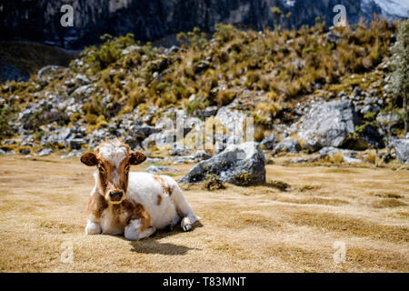 Süße Kuh Kalb auf dem Laguna 69 Wanderung gesehen, Huascaran Nationalpark, Region Ancash, Peru Stockfoto