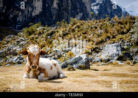 Süße Kuh Kalb auf dem Laguna 69 Wanderung gesehen, Huascaran Nationalpark, Region Ancash, Peru Stockfoto