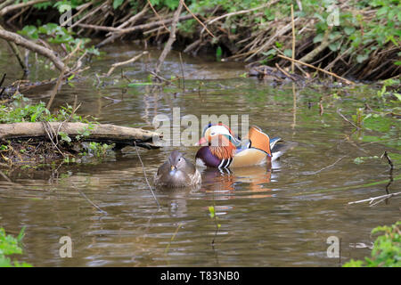 Einen männlichen und weiblichen Mandarinente, Aix galericulata auf einem Beck, ywt Adel Dam, Leeds, West Yorkshire, England, UK. Stockfoto