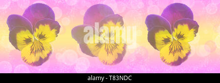 Banner der drei Veilchen auf einem rosa Hintergrund Stockfoto