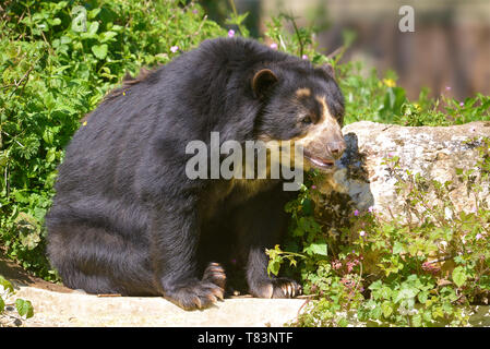 Andengemeinschaft (Tremarctos ornatus) auch der Brillenbär, unter Vegetation sitzt bekannt Stockfoto