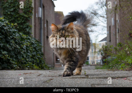 Leiden, Holland - April 4 B, 2019: Langhaarige inländischen tabby Katze zu Fuß außerhalb und schaut in die Kamera Stockfoto