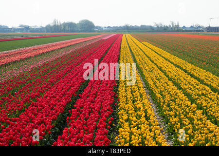 Lisse, Niederlande - 18 April 2019: Traditionelles Holländisches Tulpenfeld mit Reihen von roten und gelben Blumen und Häuser im Hintergrund Stockfoto