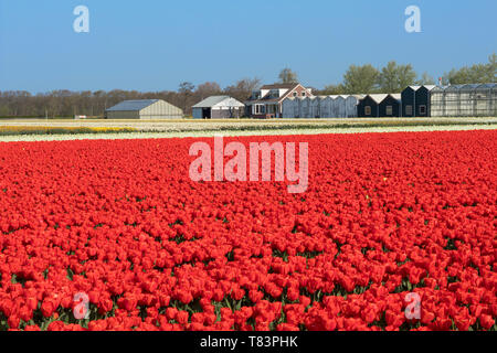 Lisse, Niederlande - 18 April 2019: Traditionelles Holländisches Tulpenfeld mit Reihen von roten Blumen und Gewächshäuser im Hintergrund Stockfoto
