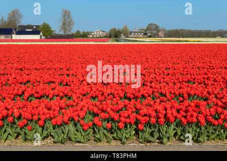 Lisse, Niederlande - 18 April 2019: Traditionelles Holländisches Tulpenfeld mit Reihen von roten Blumen und Häuser im Hintergrund Stockfoto